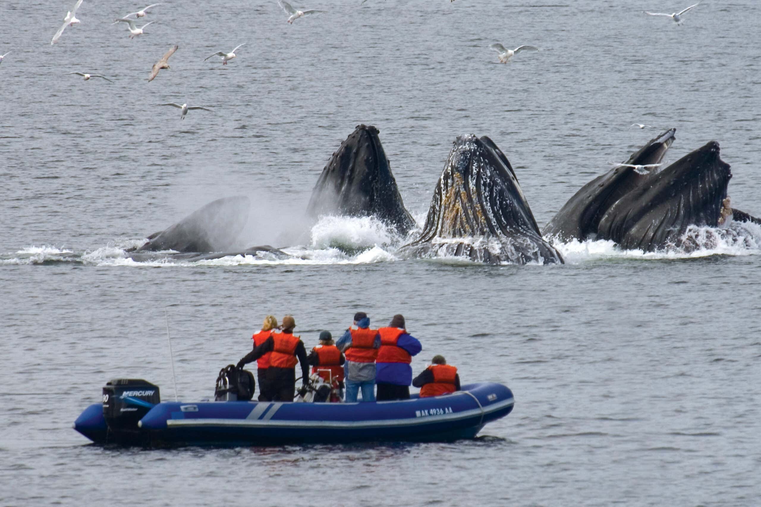 Bubble net feeding from zodiac, Alaska