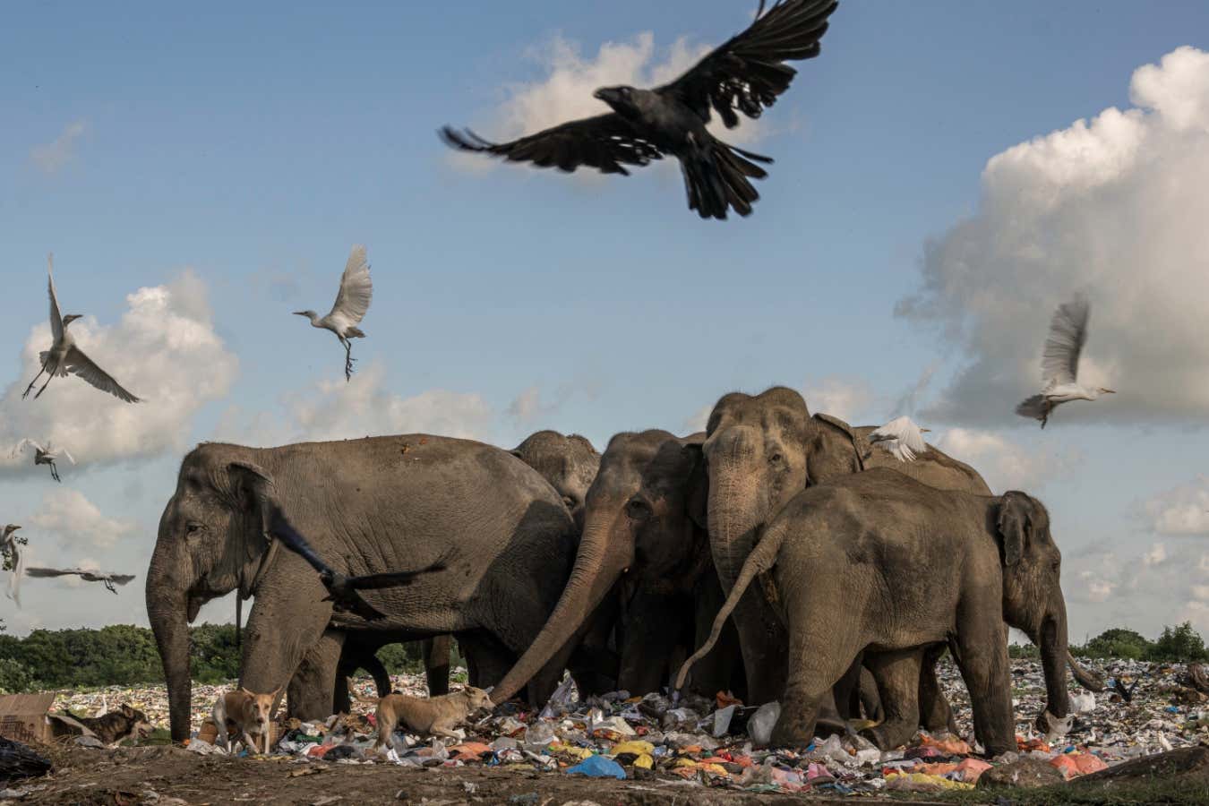 Powerful shot of elephants eating garbage up for Earth Photo contest