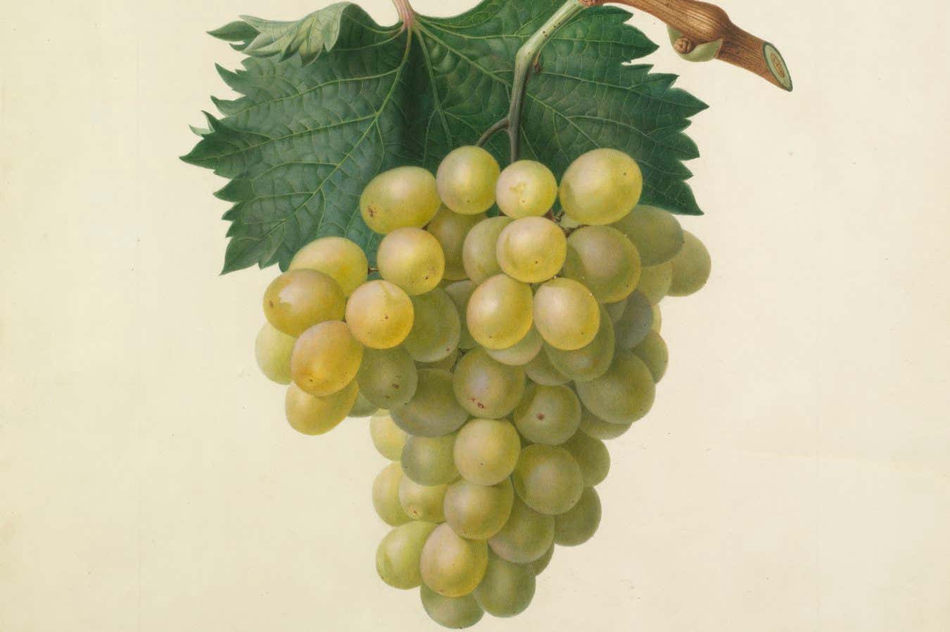 The Cannon Hall Muscat Grape. Plate 24. Watercolour on paper. Signed lower left Mrs Withers Delt. Painter to Her Majesty. 44.4 cm. x 35.2 cm., slotted onto page. c.1825.