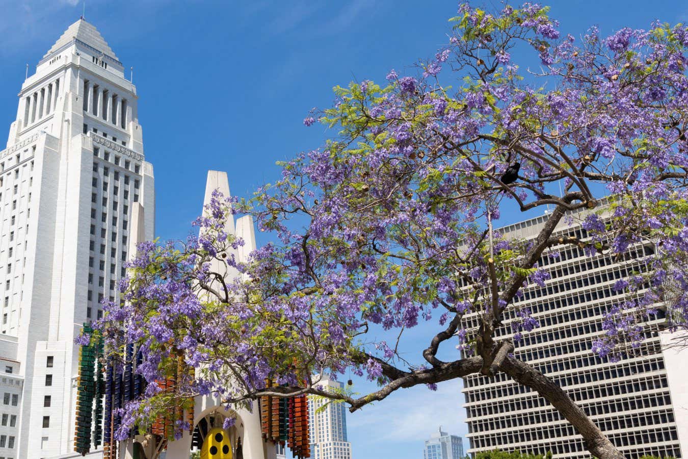 Los Angeles courthouse viewed through a blooming Jacaranda tree