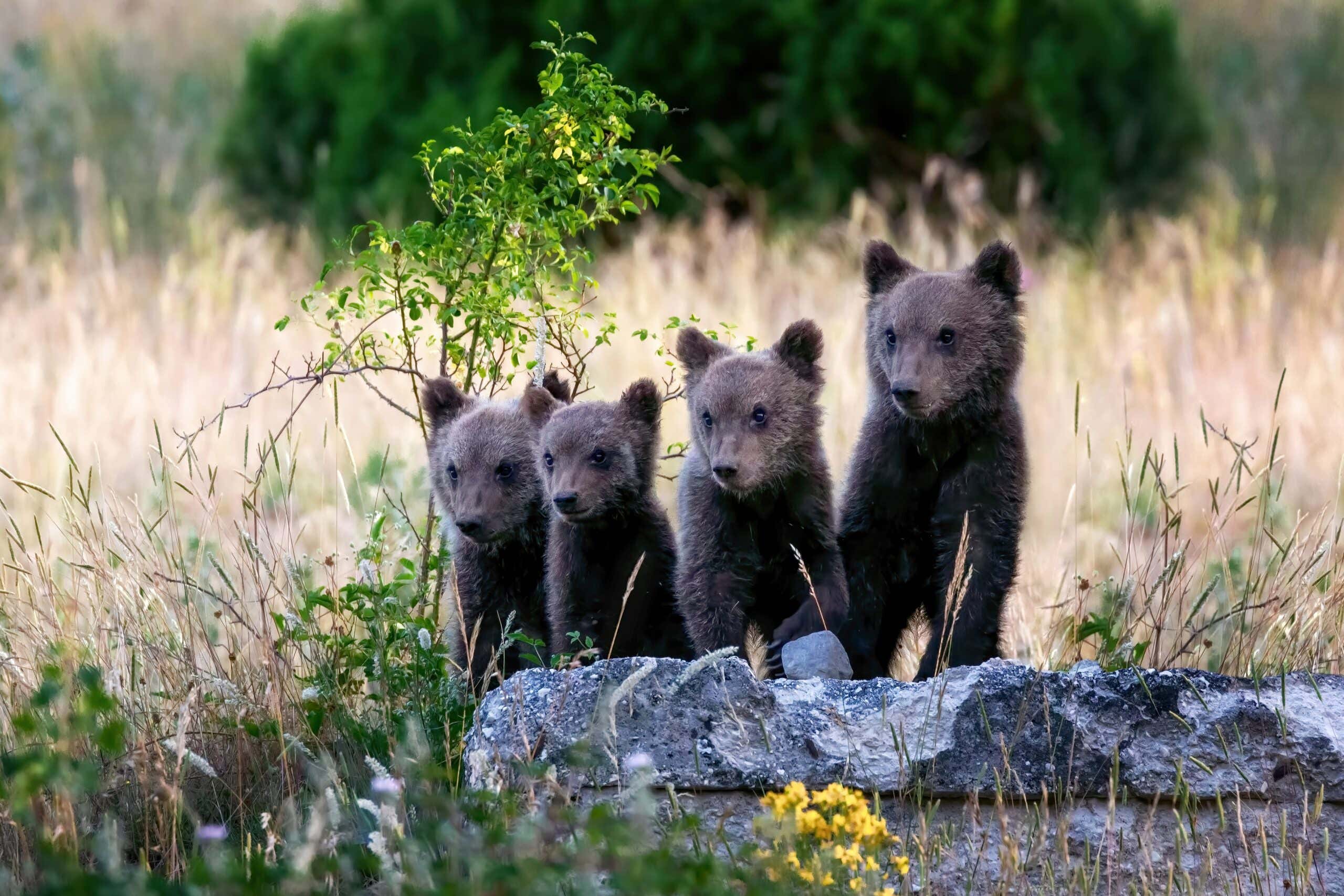 Marsican bear cubs, a protected species typical of central Italy. Animals in the wild in their natural habitat, in the Abruzzo region of Italy.