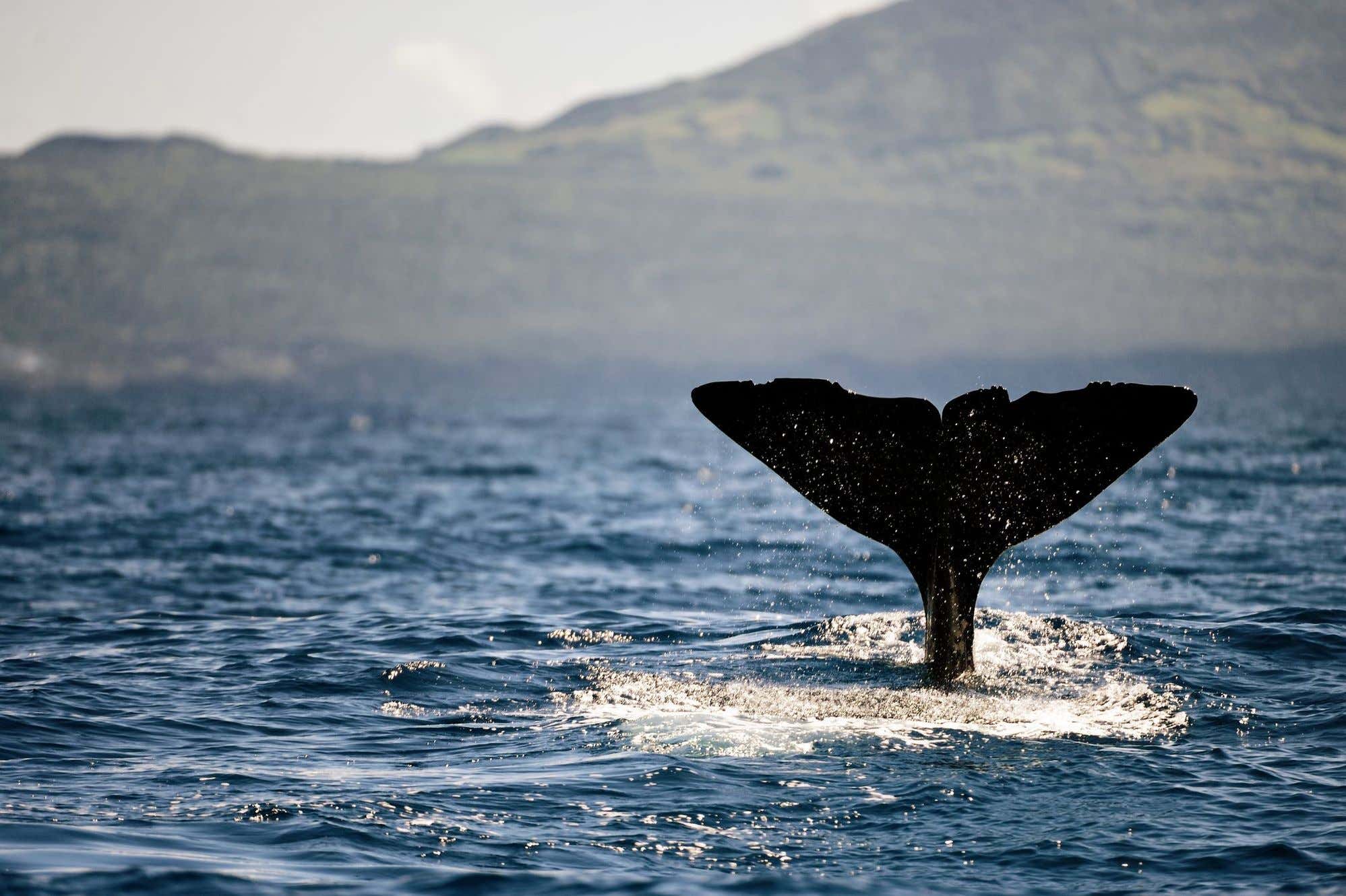 Sperm whale fluke, near Azores